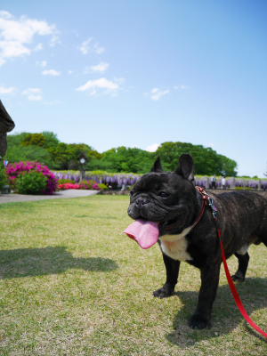 玉敷神社へ藤を見に行って来ました_a0027275_2204142.jpg