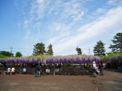 玉敷神社へ藤を見に行って来ました_a0027275_2222674.jpg