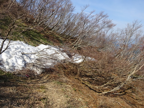 比良山系「赤坂山」（その２）：稜線歩きとカタコン（ｶﾀｸﾘｺﾝﾃｽﾄ）撮影に夢中になる方々_c0066176_23531674.jpg