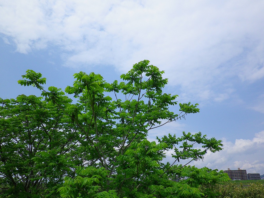 鬼胡桃 オニグルミ の花 自然風の自然風だより