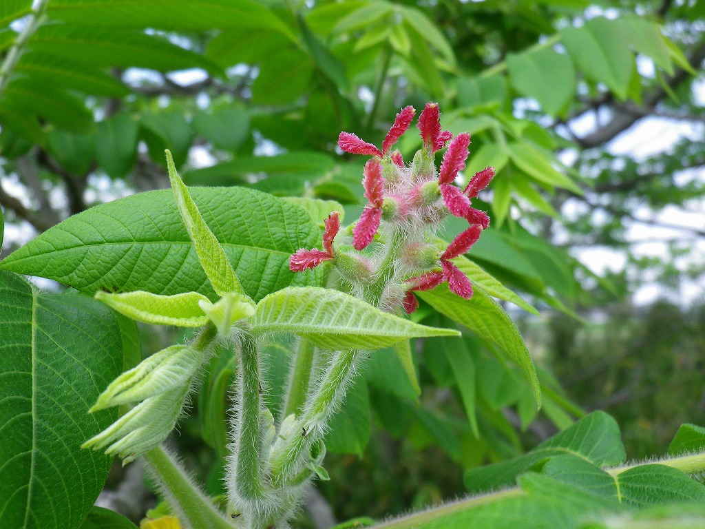 『鬼胡桃(オニグルミ)の花～』_d0054276_20313010.jpg