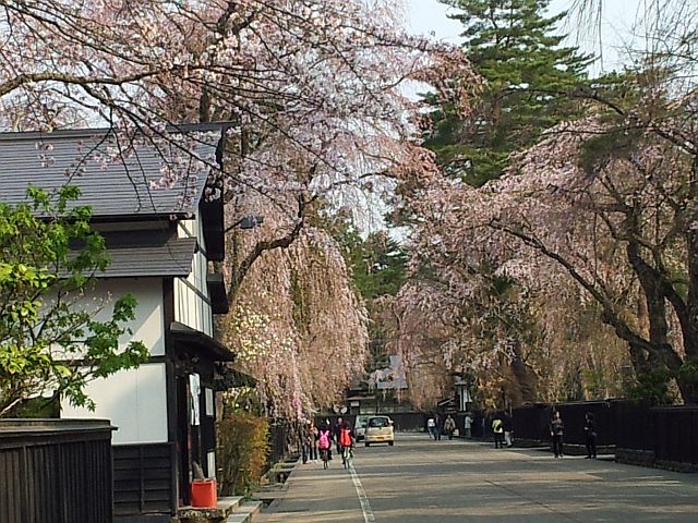 桜_b0102492_7172360.jpg