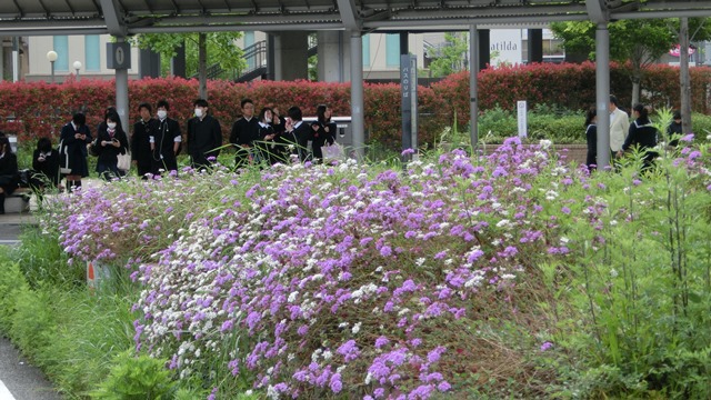 小保方晴子さんSTAP細胞研究の進捗心配、研究開発と特許の重要性特許の取得方法、万能細胞と研究開発_d0181492_2215433.jpg
