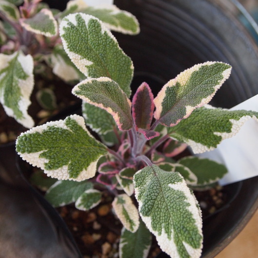 寄せ植え向きのハーブ_a0292194_21462776.jpg