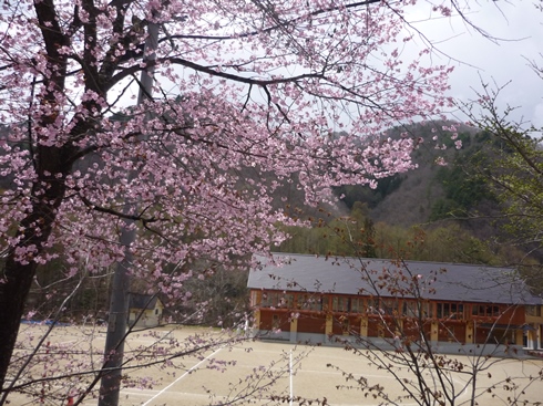 やっと桜が咲きました。＆田島駅への納品_f0227395_1703264.jpg