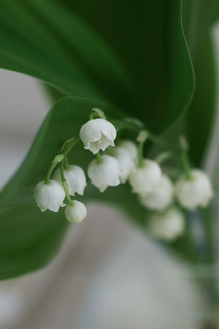 01 May  すずらん（Jour de muguet）_b0149497_23251670.jpg