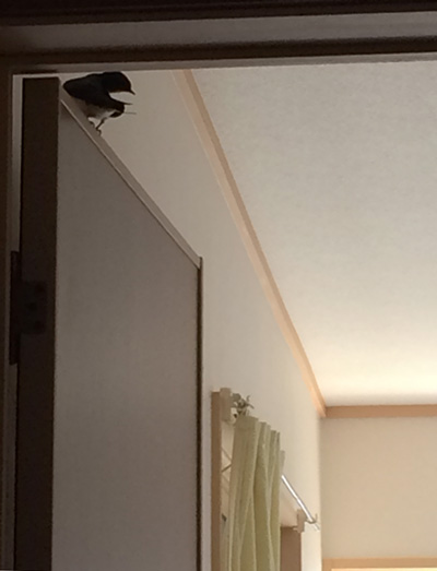 c0094999_1537155.jpg