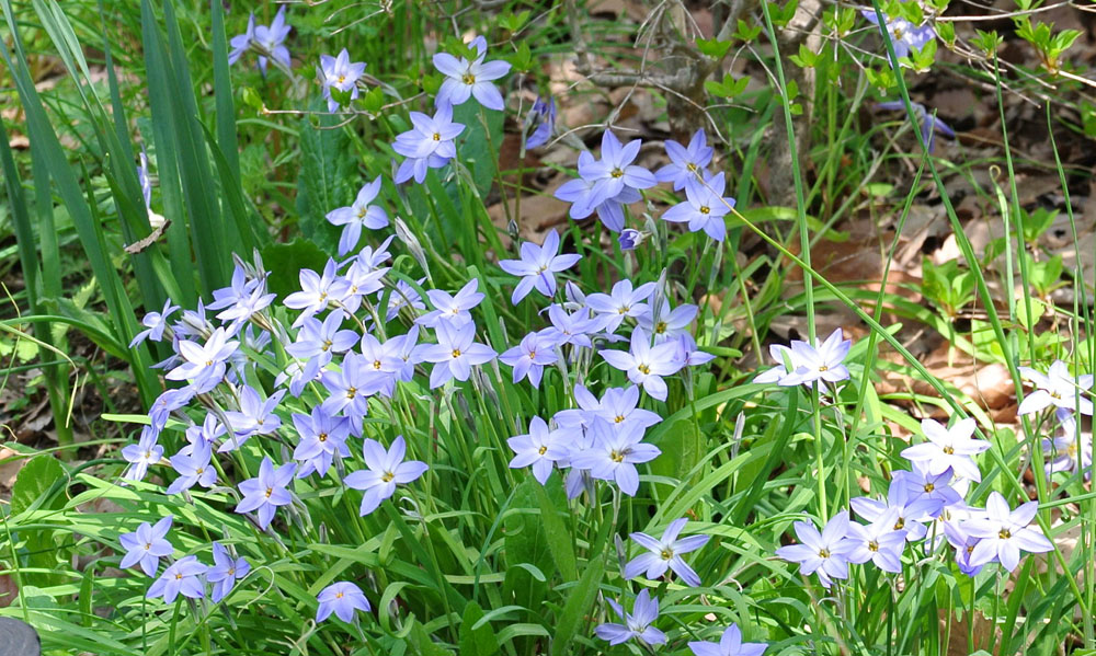 昭和記念公園 春_b0144301_10430675.jpg