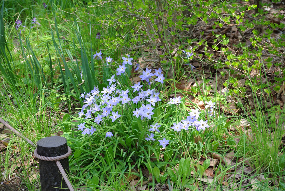 昭和記念公園 春_b0144301_23290161.jpg