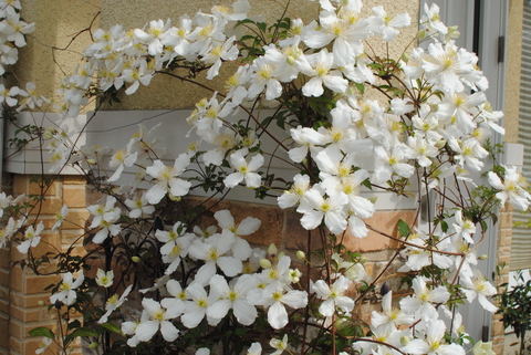 クレマチス グランディフローラ オリーブと小さな草花と