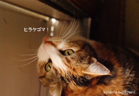 ヒラケゴマ!_b0253205_2463146.jpg