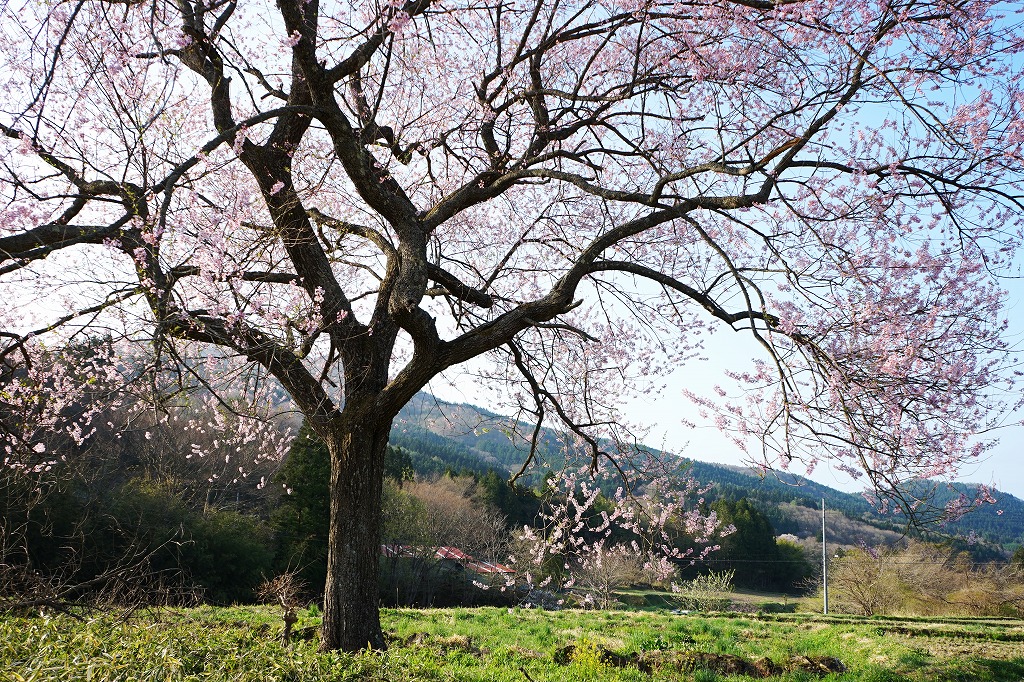 今年の桜は早い_f0138305_2045831.jpg