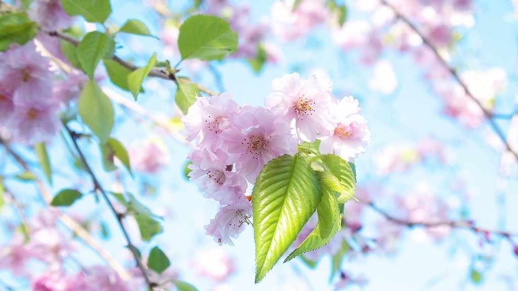 今年の桜は早い_f0138305_2054772.jpg