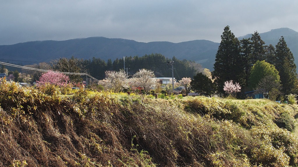 今年の桜は早い_f0138305_205642.jpg