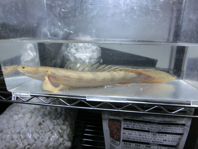 ポリプテルス最新入荷情報_b0141806_2258190.jpg