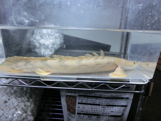 ポリプテルス最新入荷情報_b0141806_22583735.jpg