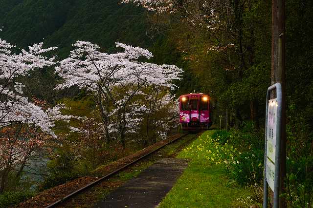 清流新岩国線・トコトコ列車　最終回_d0285007_2247845.jpg