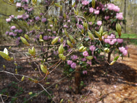 赤城自然園・・・その２_e0205713_1513798.jpg