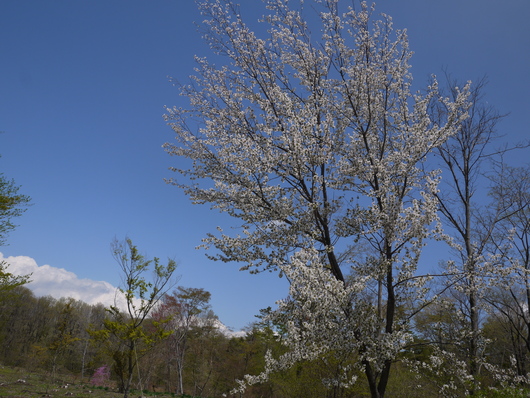 赤城自然園・・・その２_e0205713_1520313.jpg