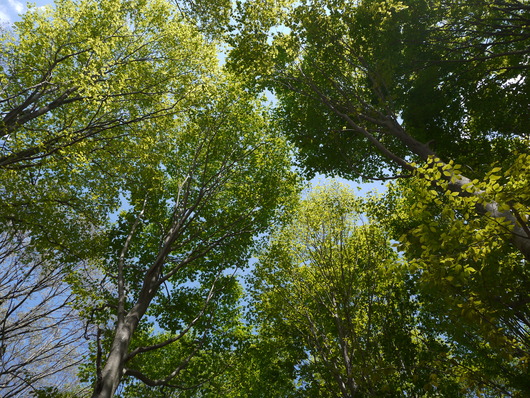 e0205713_1592999.jpg