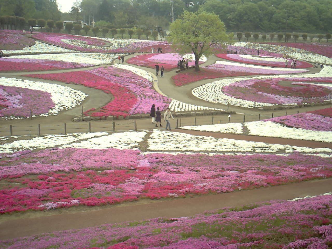 上信越花めぐりの旅_a0116217_0374768.jpg