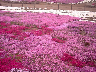 上信越花めぐりの旅_a0116217_0411979.jpg