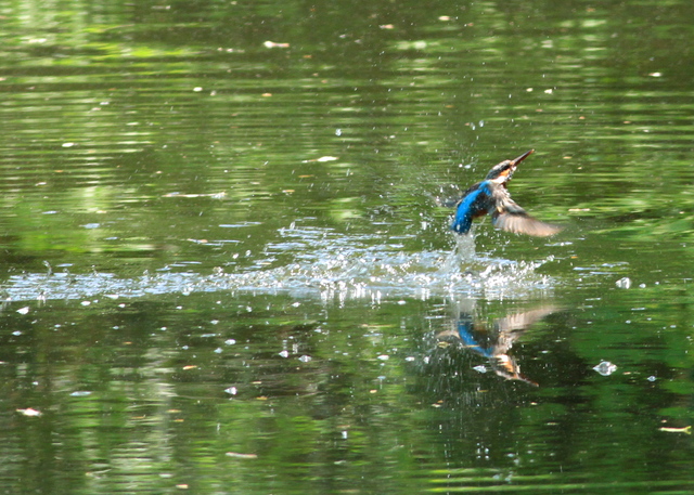 5月2日の水元の野鳥・カワセミ_a0272917_16332565.jpg