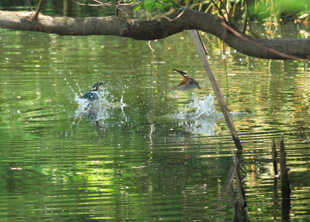 5月2日の水元の野鳥・カワセミ_a0272917_1636843.jpg