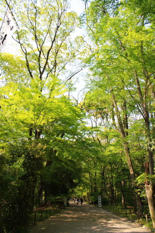 初夏の糺の森　～下鴨神社～_f0162319_22561621.jpg