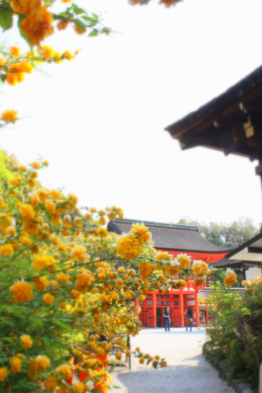 初夏の糺の森　～下鴨神社～_f0162319_2365987.jpg