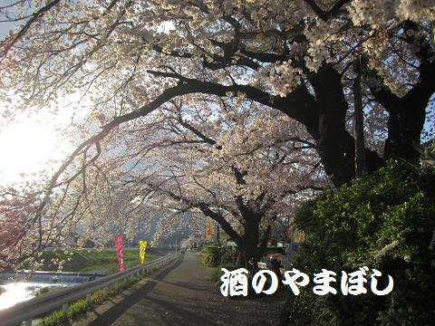 4月の出来事も少し・・・当店の桜。_a0056521_10393539.jpg