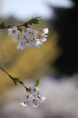 ♪　花めぐり　♪_e0242721_8133352.jpg