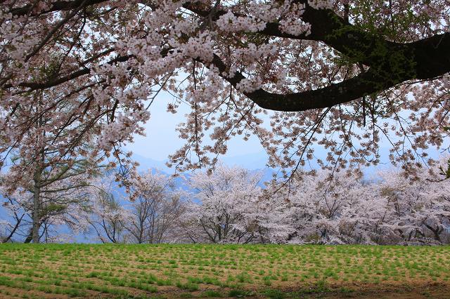 ♪　花めぐり　♪_e0242721_813415.jpg