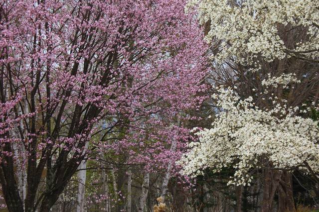 ♪　花めぐり　♪_e0242721_814886.jpg