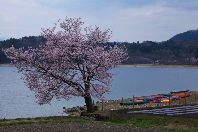 ♪　花めぐり　♪_e0242721_8161450.jpg