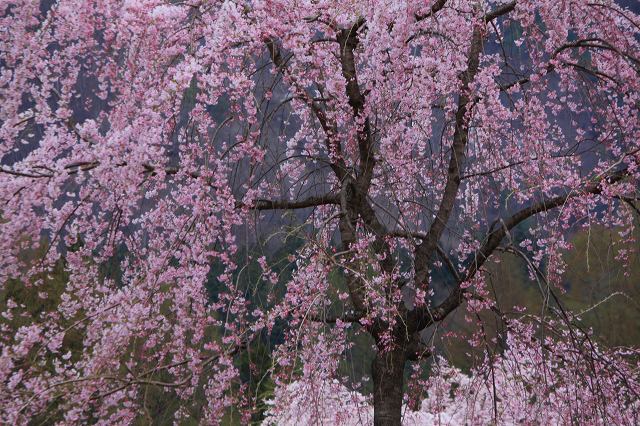 ♪　花めぐり　♪_e0242721_8171953.jpg