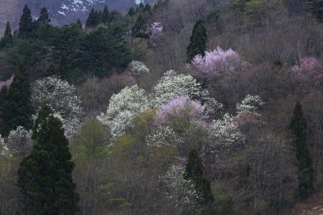 ♪　花めぐり　♪_e0242721_8175269.jpg