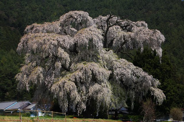 ♪　花めぐり　♪_e0242721_895664.jpg