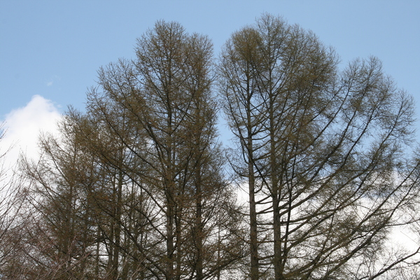 b0174425_1553227.jpg