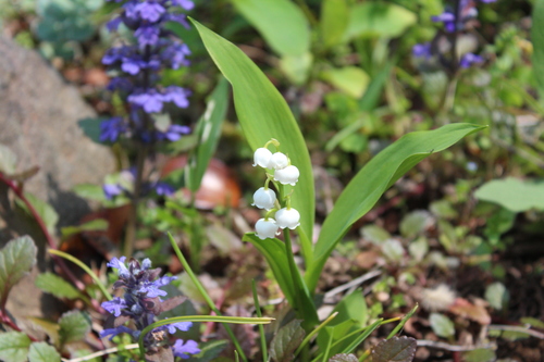 Muguet ミュゲ の日 昨日 お花とハーブのアトリエ Muguette