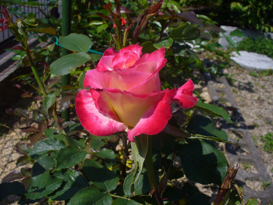 f0275632_2143231.jpg