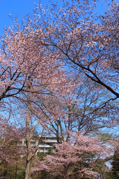 サクラ満開♪　円山公園　_b0321336_22055691.jpg