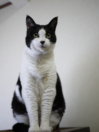 猫のお友だち じょあんちゃんはんくすちゃんあーるくんもんてぃーくん編。_a0143140_23245814.jpg