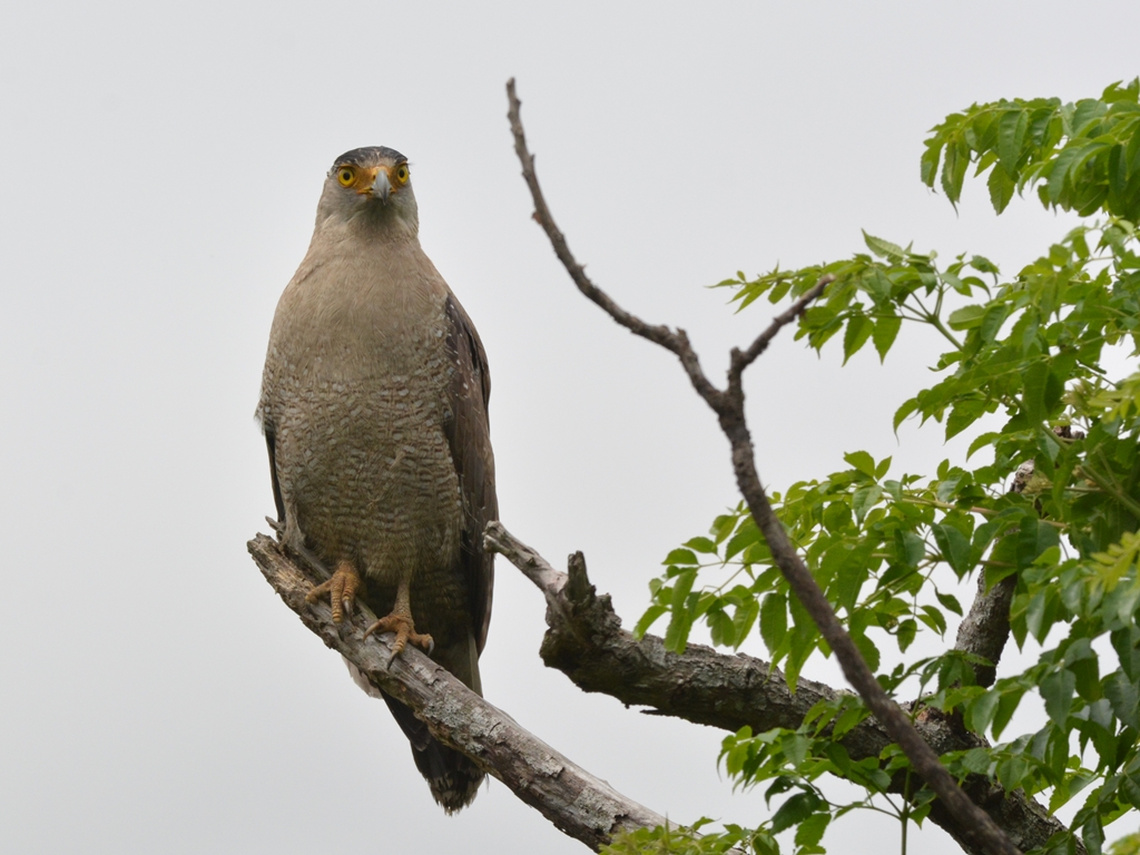 カンムリワシ（冠鷲）/Crested serpent eagle_b0309841_171297.jpg