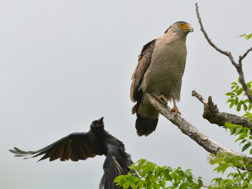 カンムリワシ（冠鷲）/Crested serpent eagle_b0309841_175392.jpg