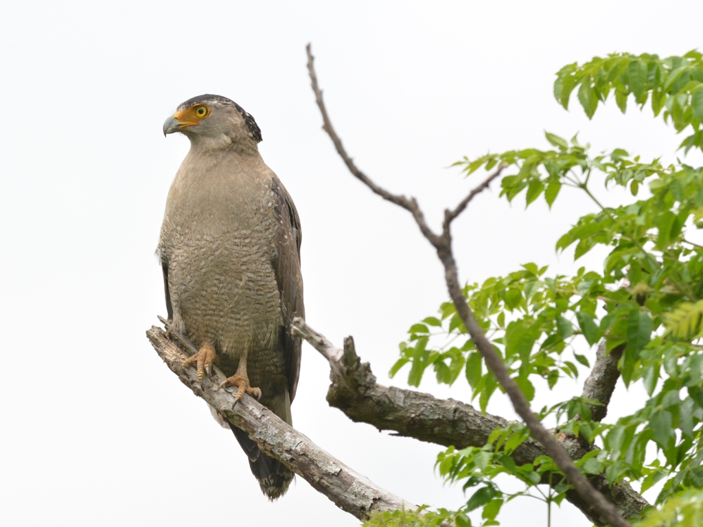 カンムリワシ（冠鷲）/Crested serpent eagle_b0309841_17664.jpg