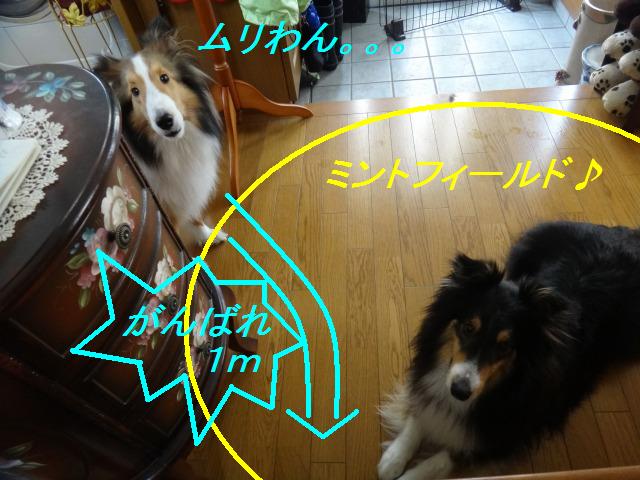 スターウォーズ的、フォース♪_e0195743_15104832.jpg