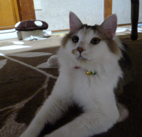d0000247_15383677.png