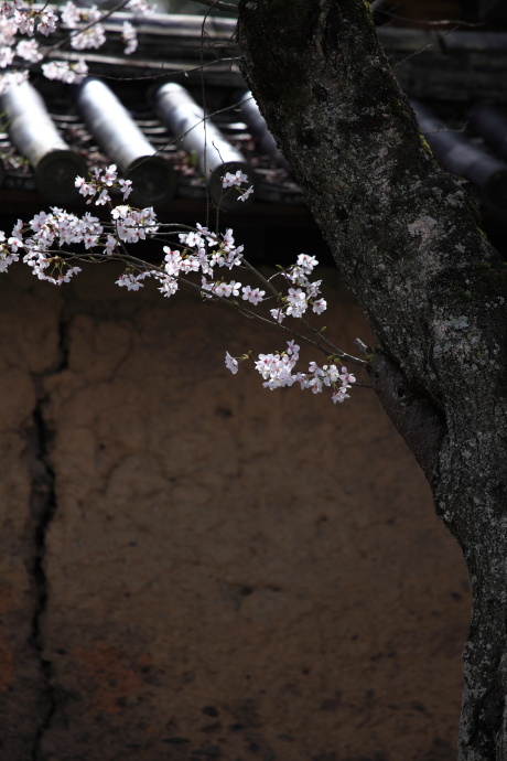 丹生官省符神社 慈尊院 桜 2014_a0176855_22302816.jpg