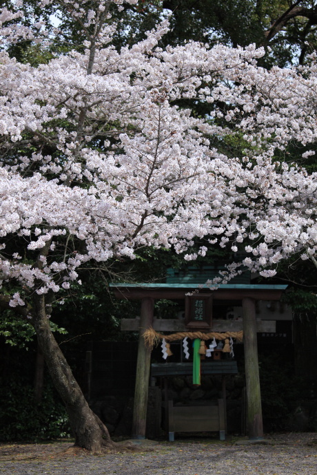 丹生官省符神社 慈尊院 桜 2014_a0176855_22321091.jpg